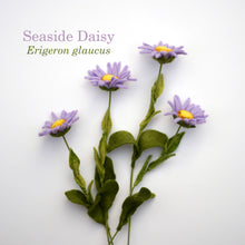 Seaside Daisy Felt Flower - Erigeron glaucus - fiber sculpture, fabric flower