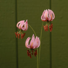 Kellogg's Lily Felt Flower - Lilium kelloggii - fiber sculpture, fabric flower
