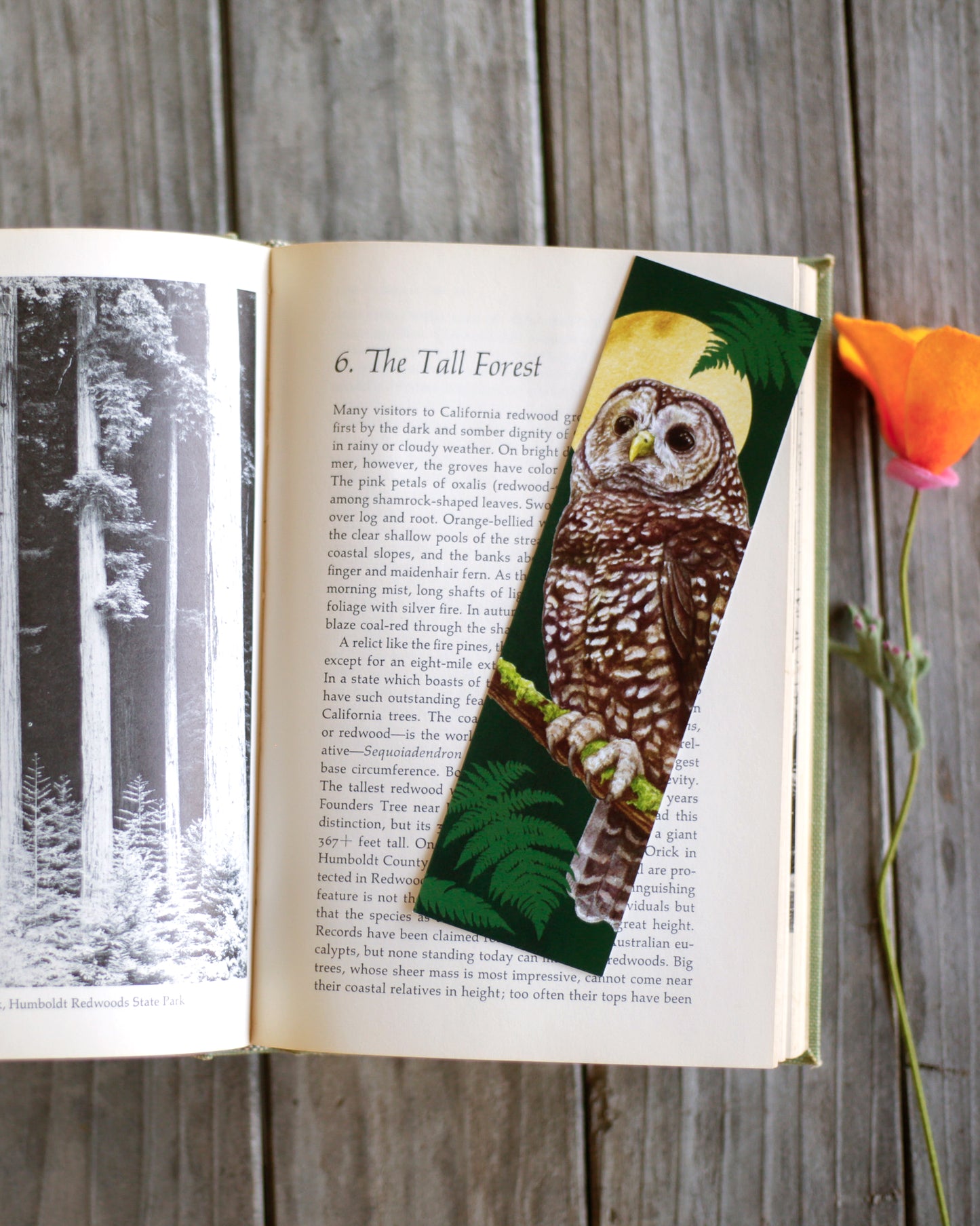 Bookmark of a spotted owl on a branch with a golden circle behind its head.