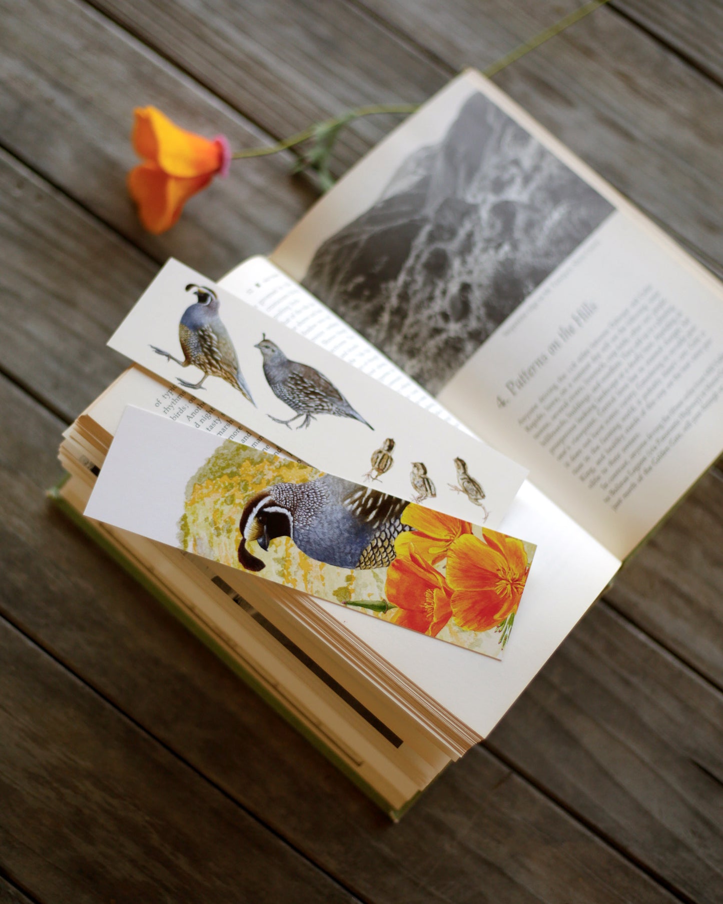 Two bookmarks one printed with a quail covey and the other a quail with some poppies.