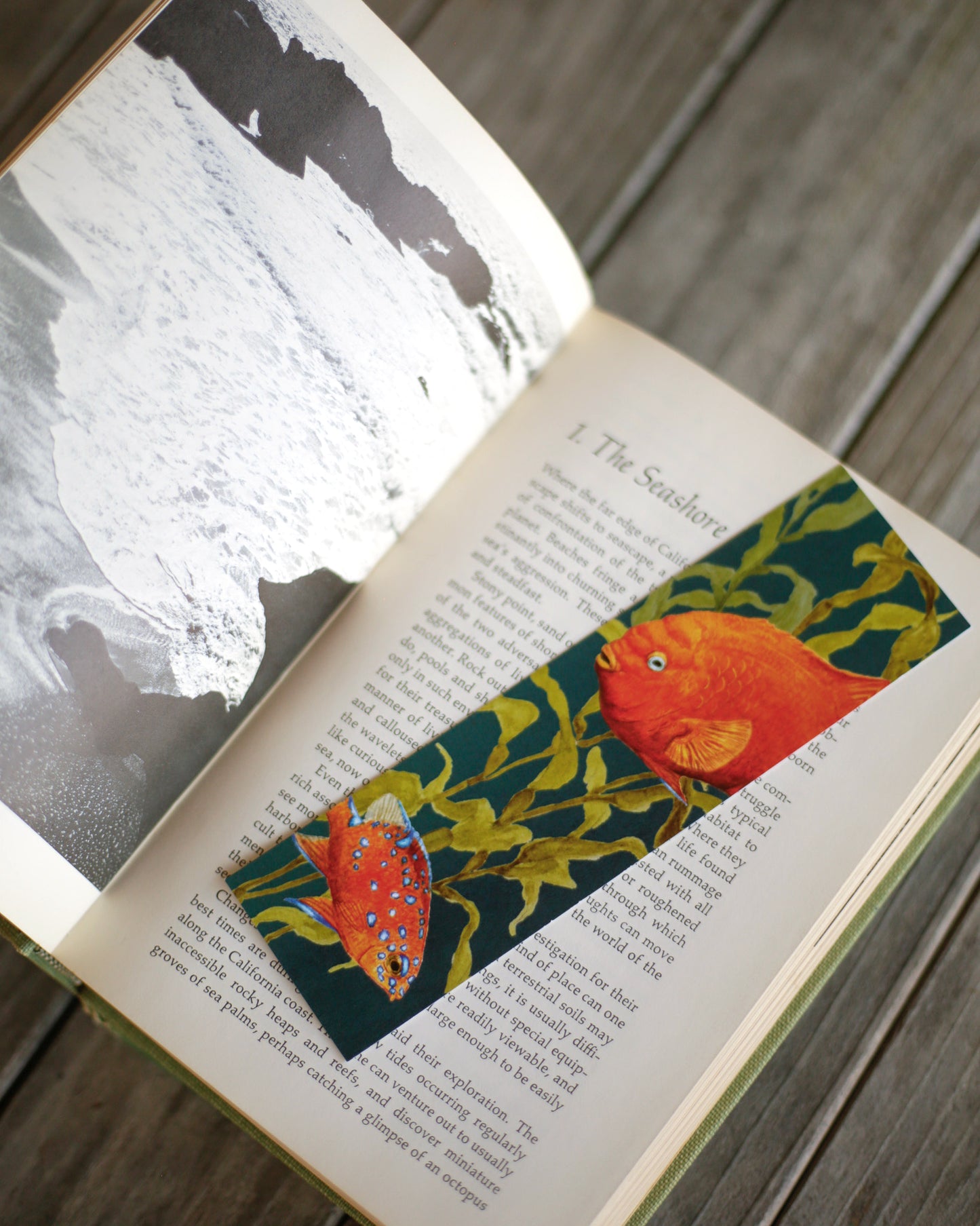 Bookmark of adult and juvenile garibaldi in front of kelp strands.
