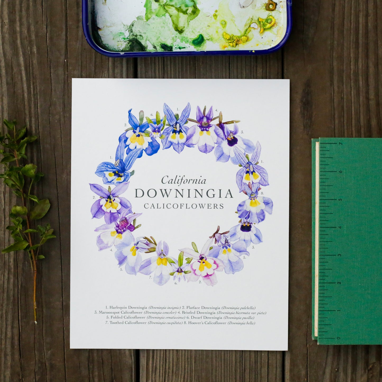 Downingia Ring 8x10 Print - Native California Wildflower, Vernal Pool Print