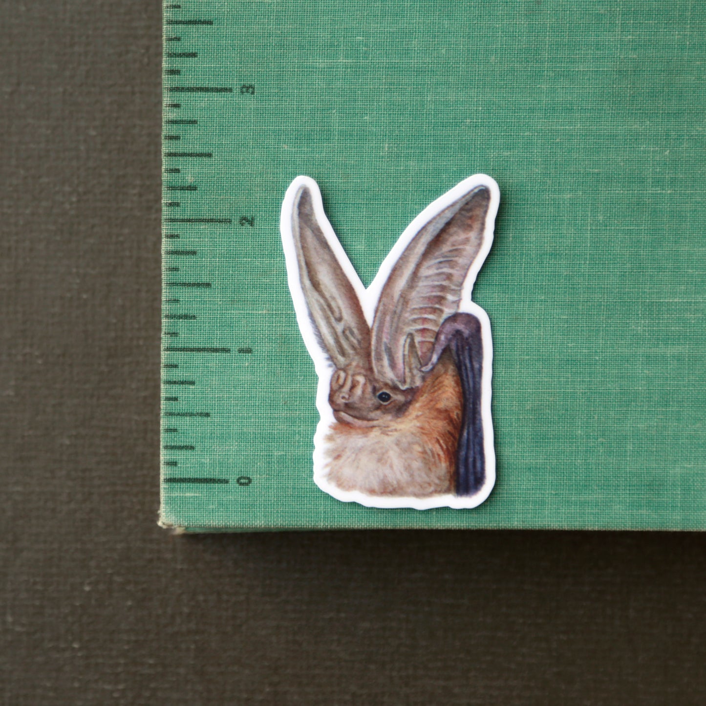 California Bats Vinyl Stickers: Townsend's, Pallid, Big Brown