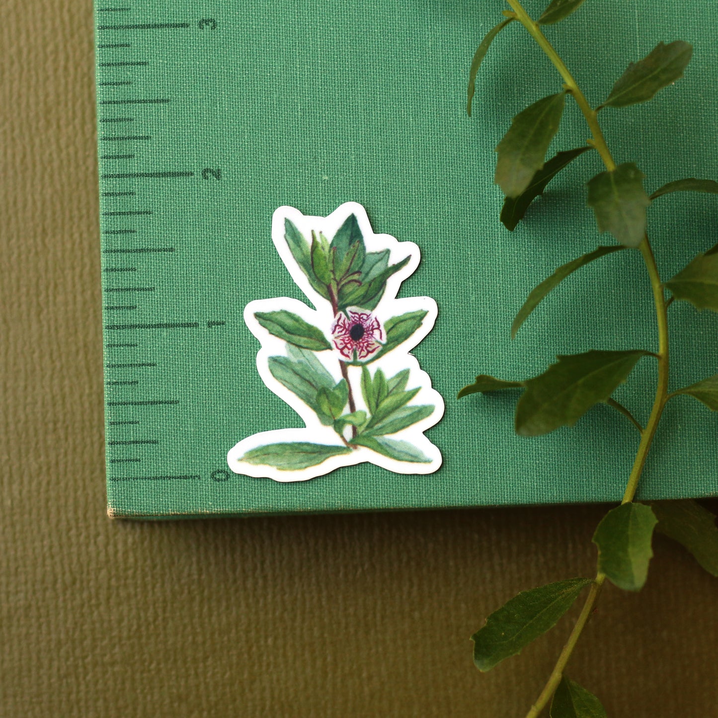 Monkeyflowers Vinyl Stickers: Sticky, Seep, Calico, and Bigelow's Monkeyflower