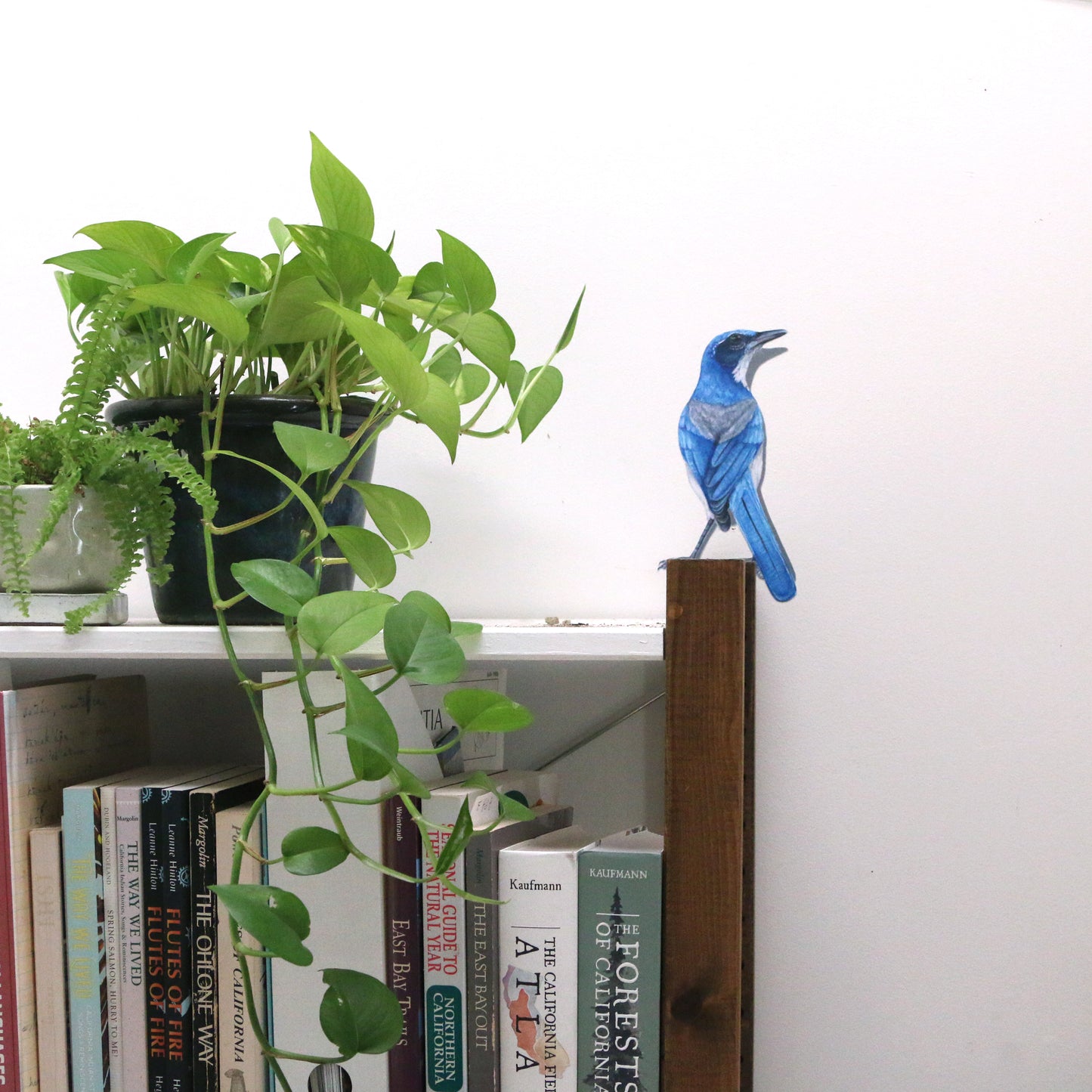 Zoomed out image to show scale of scrub jay next to potted plants.
