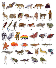 Magnets: Waterproof Native California Flora and Fauna Magnets
