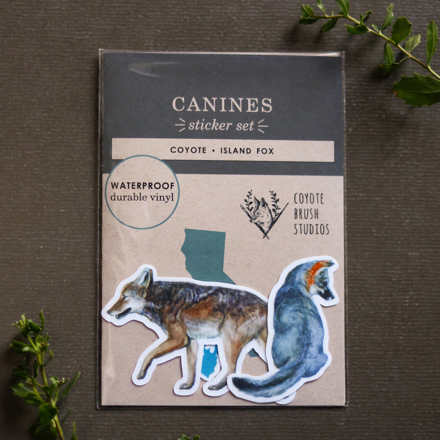 Canines of California Vinyl Stickers: Channel Island Fox, Coyote