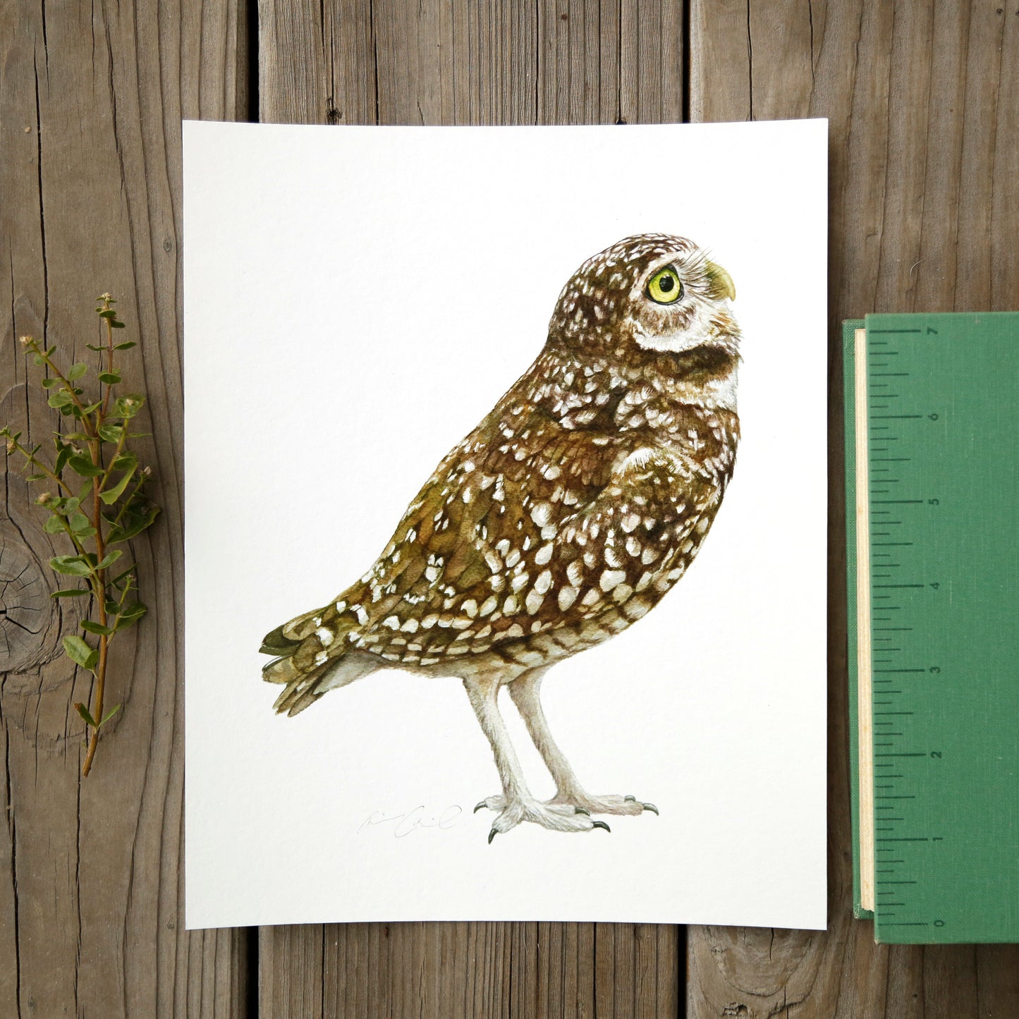 Burrowing Owl 8x10 Print - Native California Wildlife, Bird Print