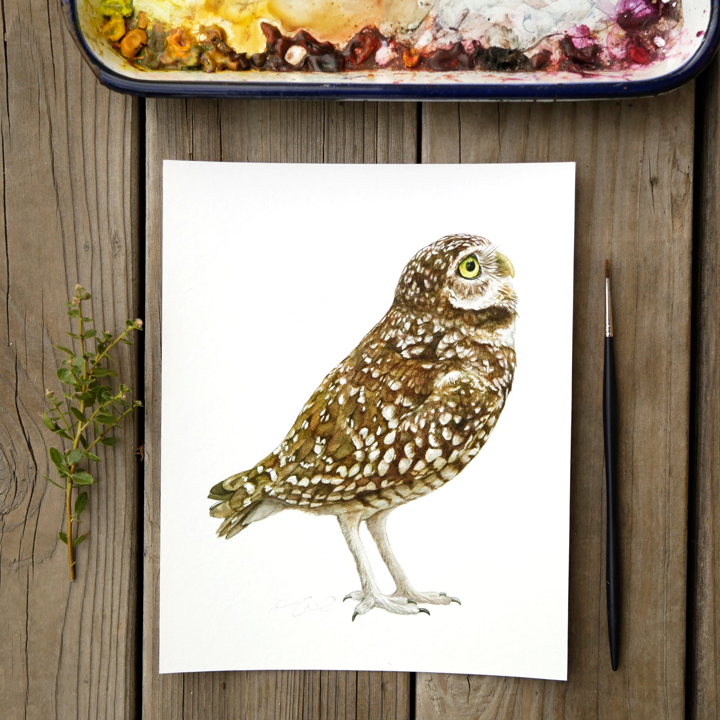 Burrowing Owl 8x10 Print - Native California Wildlife, Bird Print