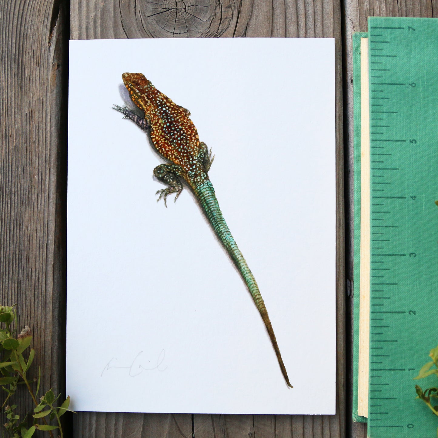 Side-Blotched Lizard 5x7 Print - Lizard, Reptile Art Print