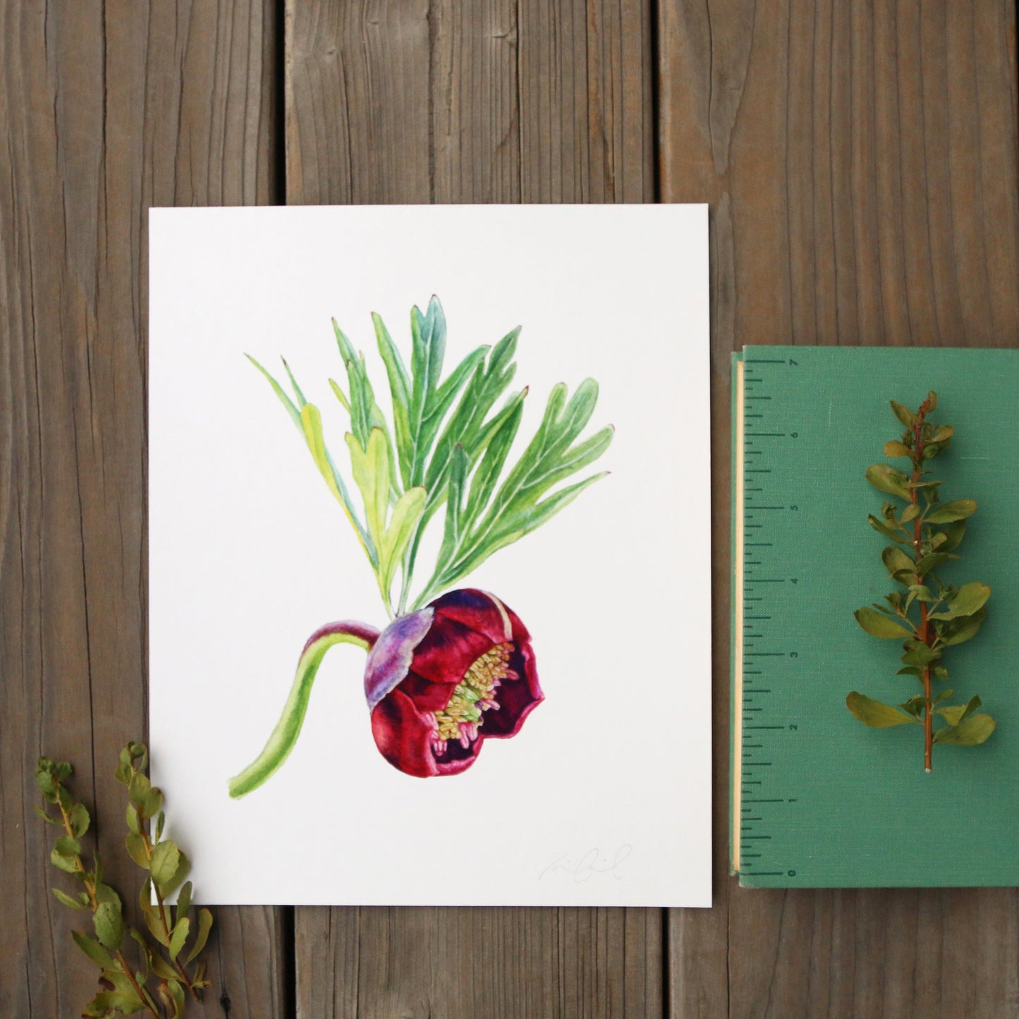 California Peony 8x10 Print - Native California Peony, Wildflower Print, Chaparral Print