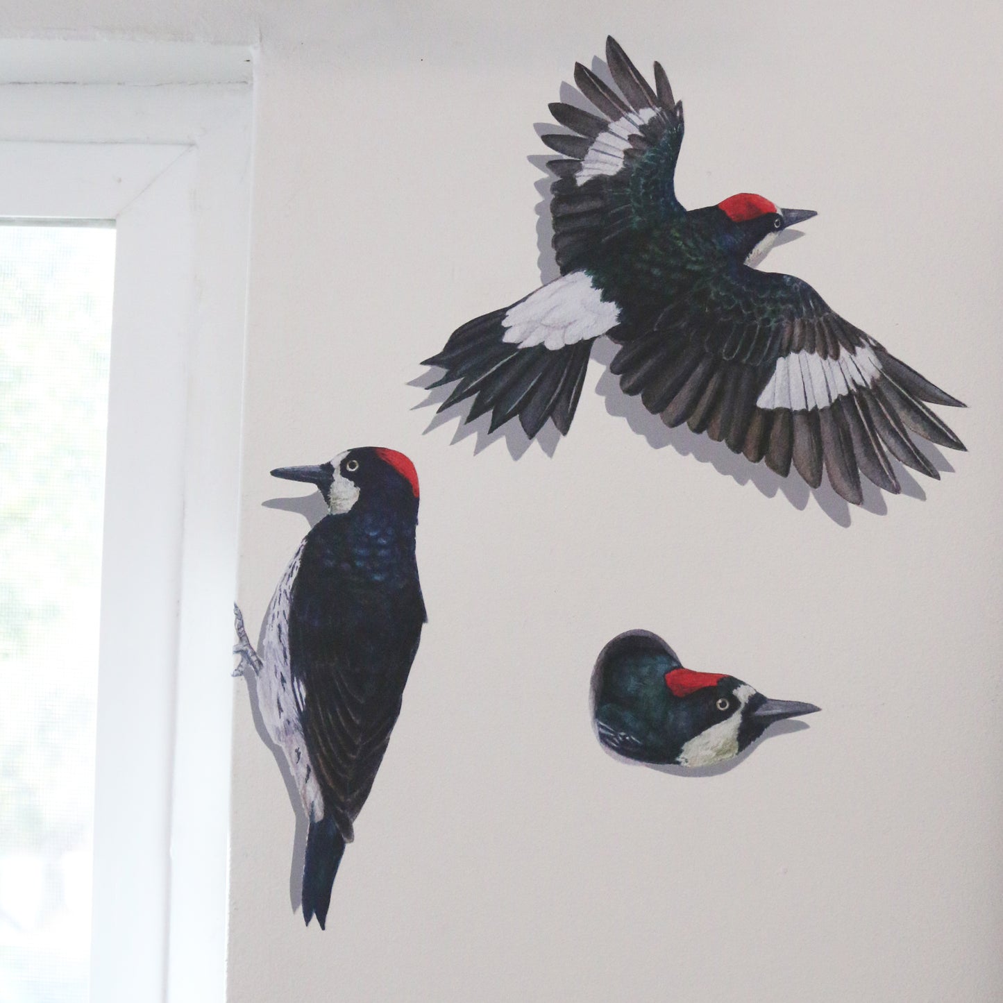 Close up of side view woodpecker, flying woodpecker, and woodpecker in hole