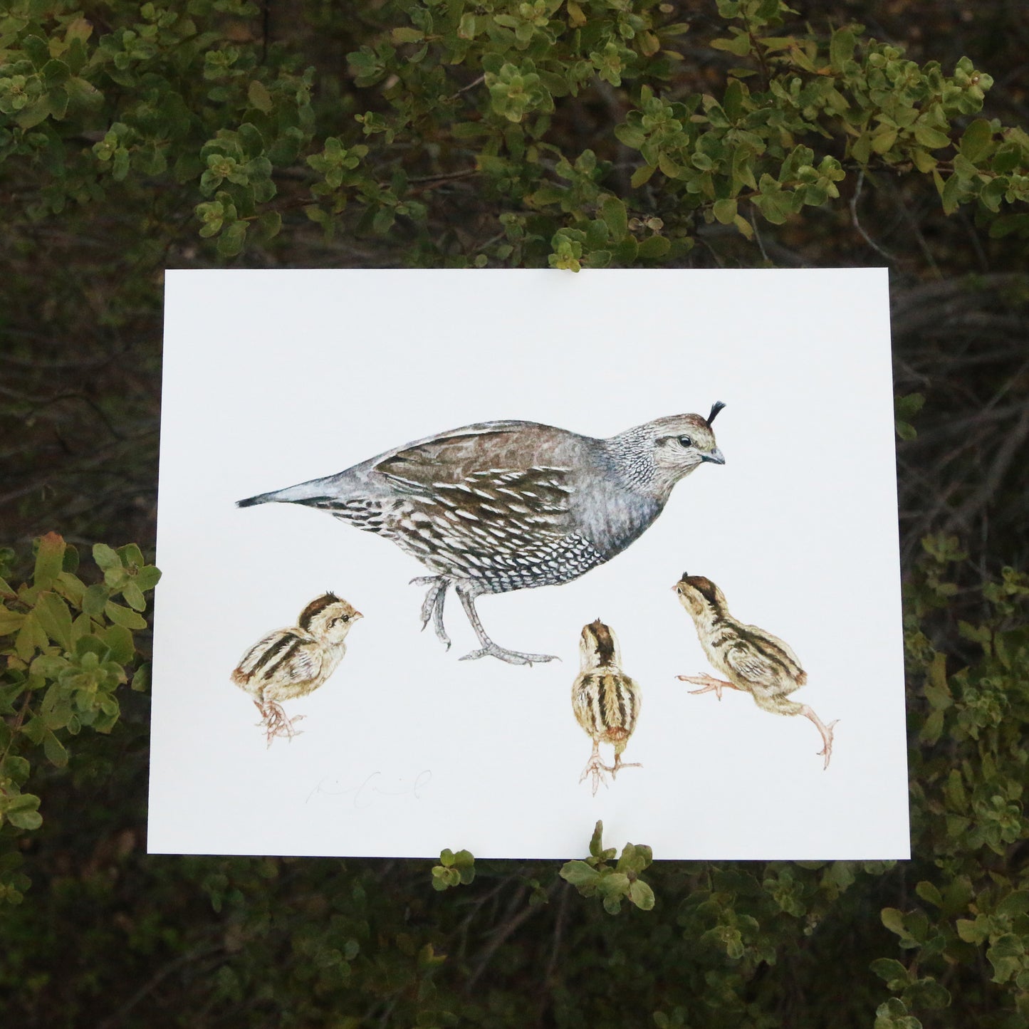 Quail Family 8x10 Print - Native California Wildlife, Bird Print