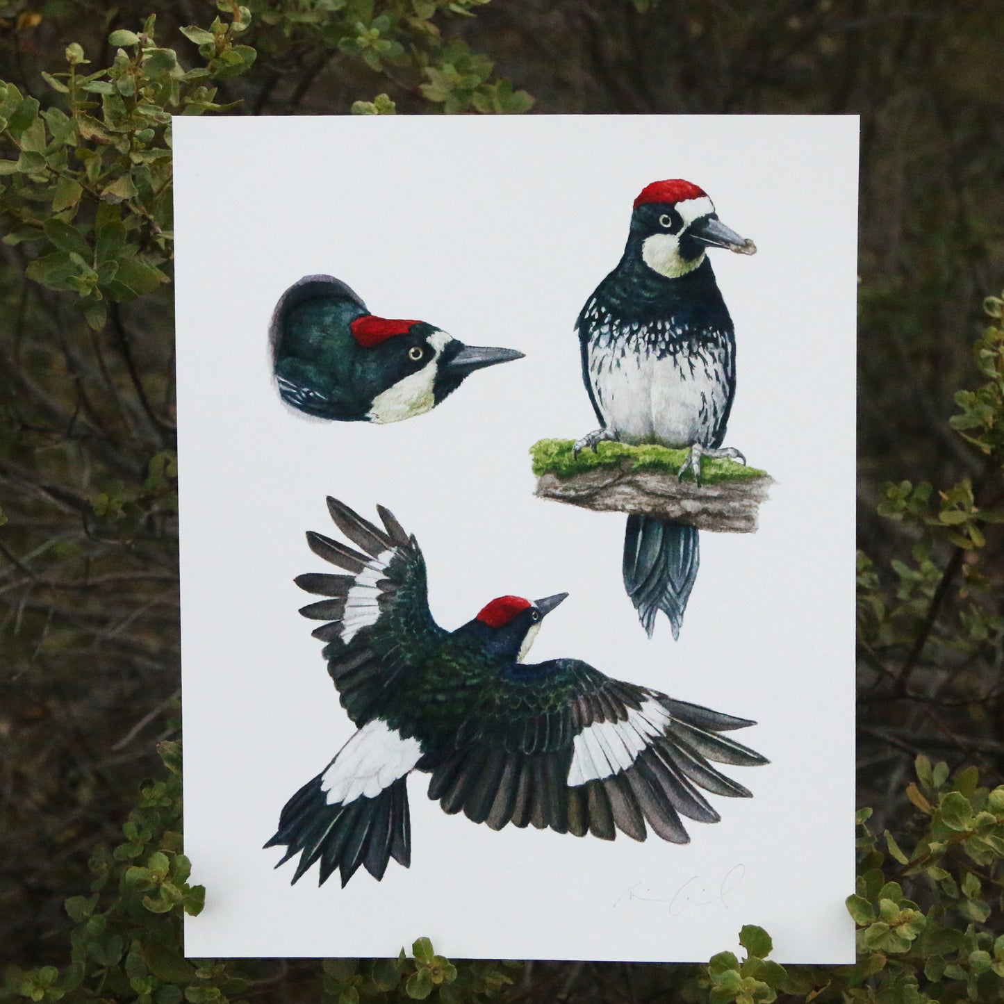 Acorn Woodpecker Colony 8x10 Print - Native California Wildlife, Bird Print