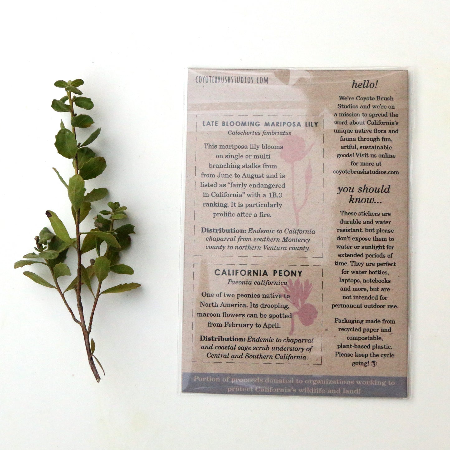 Chaparral Wildflowers Vinyl Stickers: Late Blooming Mariposa Lily, Sticky Monkeyflower, CA Peony, Woolly Blue Curls
