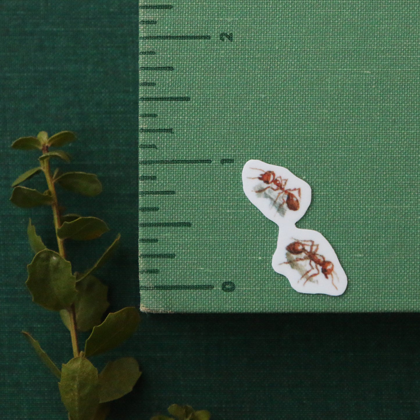 Chaparral Sticker Set Vinyl Stickers: Horned Lizard, CA Thrasher, Chamise, Red Harvester Ant, Big Berry Manzanita