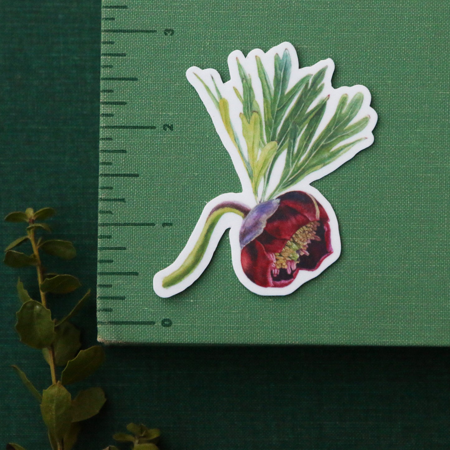 Chaparral Wildflowers Vinyl Stickers: Late Blooming Mariposa Lily, Sticky Monkeyflower, CA Peony, Woolly Blue Curls
