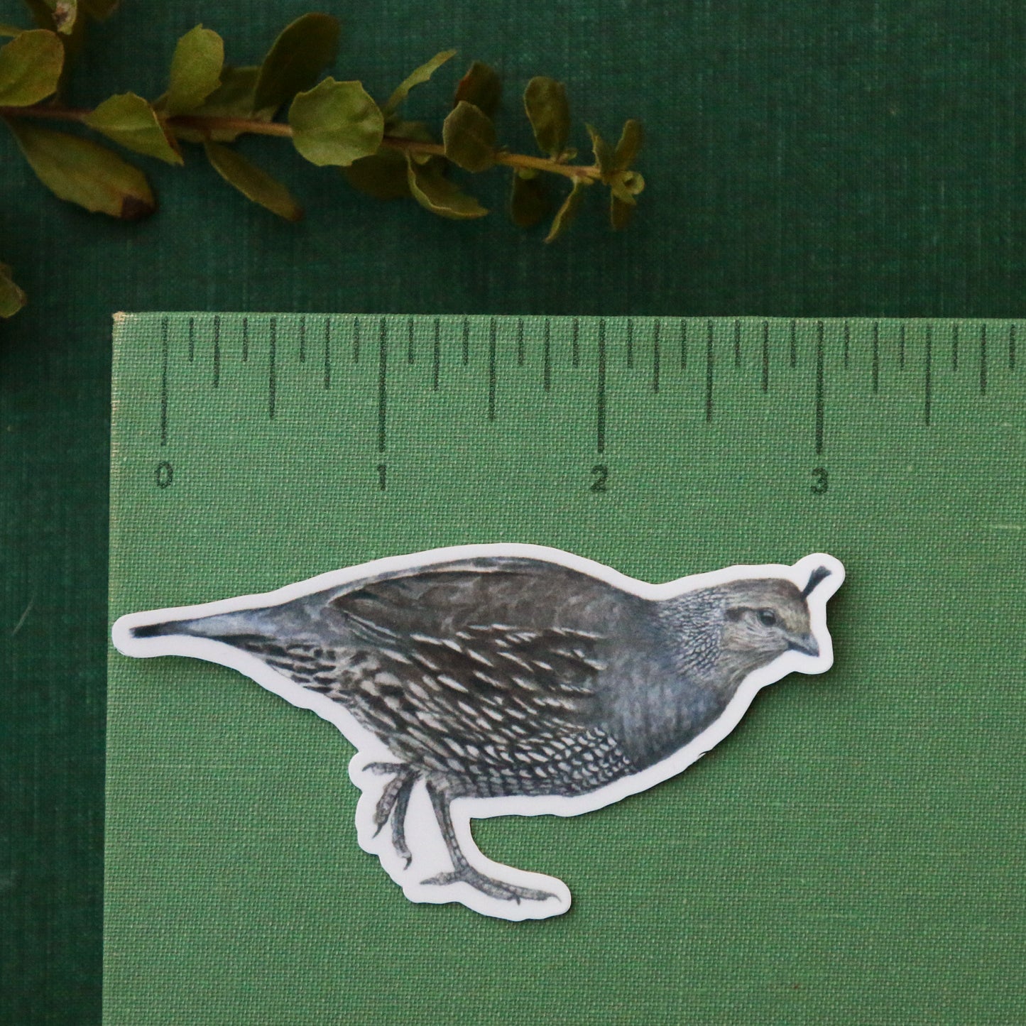 Quail Covey Vinyl Stickers: Male and Female Quail, 2 chicks, egg