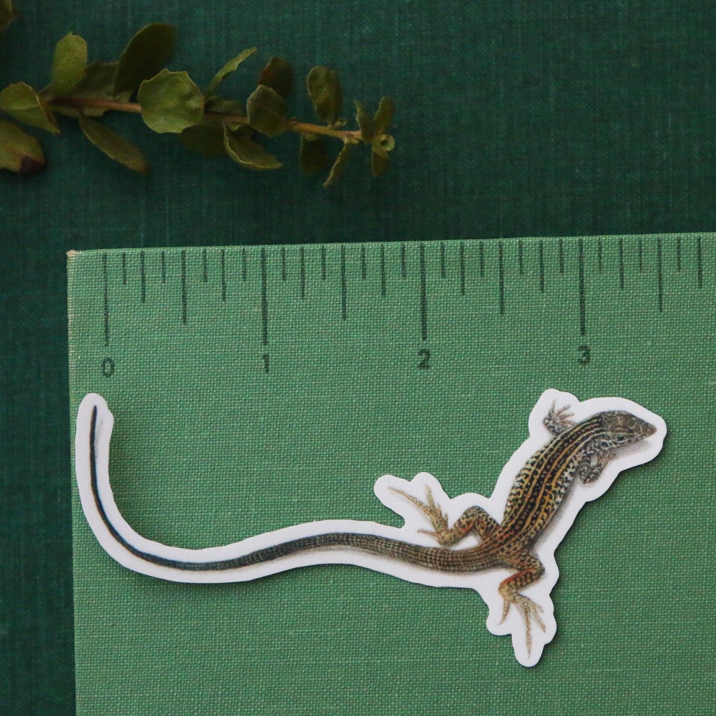 Chaparral Lizards Vinyl Stickers: Horned Lizard, Side-Blotched Lizard, CA Whiptail