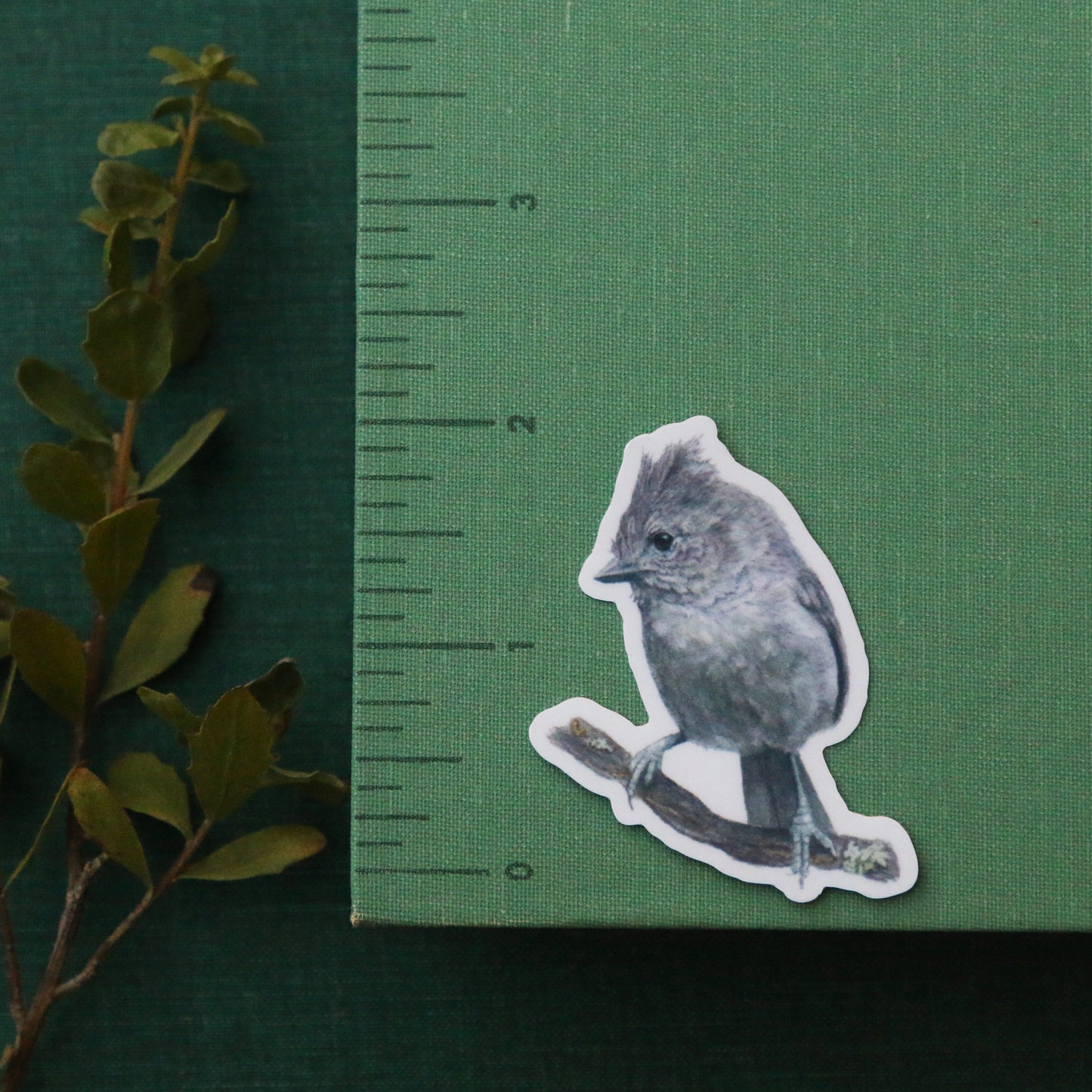 Oak Birds Vinyl Stickers: Acorn Woodpecker, Scrub Jay, Oak Titmouse