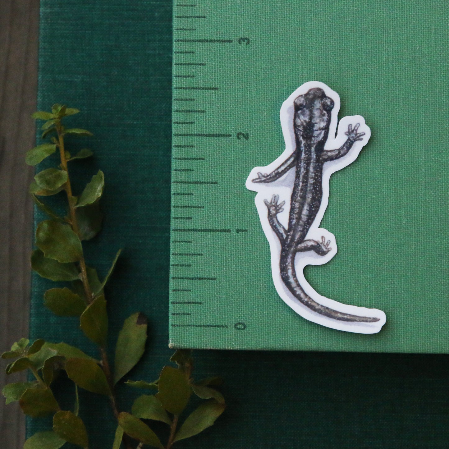Oak Herps Vinyl Stickers: CA Newt, Arboreal Salamander, Western Skink