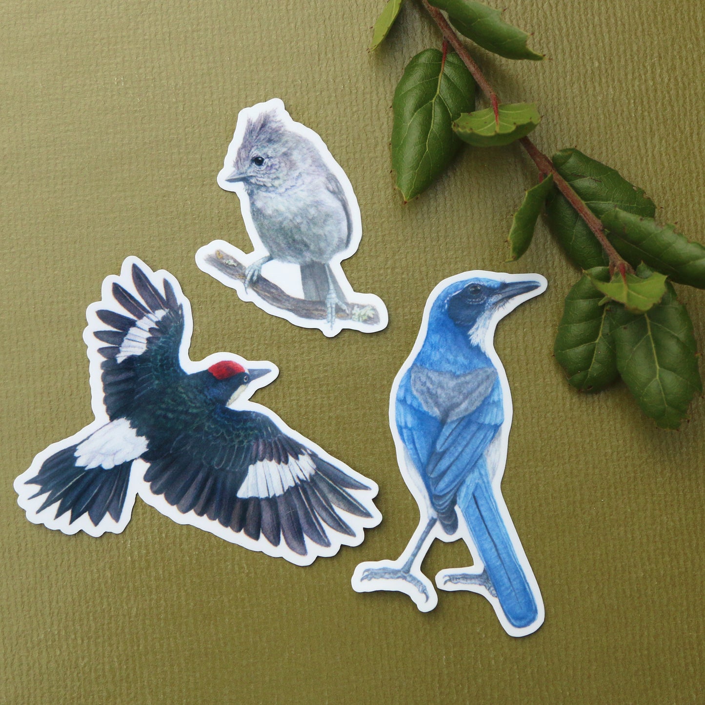 Oak Birds Vinyl Stickers: Acorn Woodpecker, Scrub Jay, Oak Titmouse