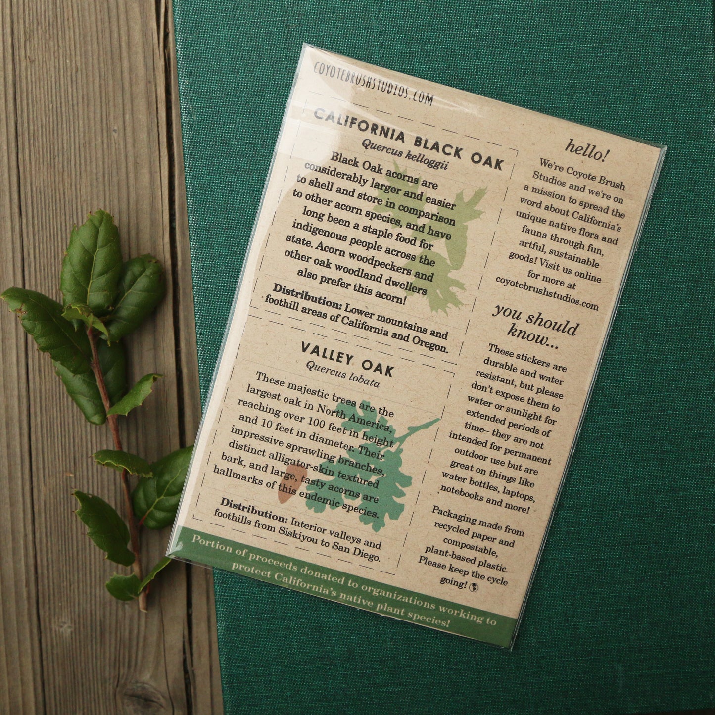 Oak Trees Vinyl Stickers: Blue Oak, Valley Oak, Black Oak, Coast Live Oak