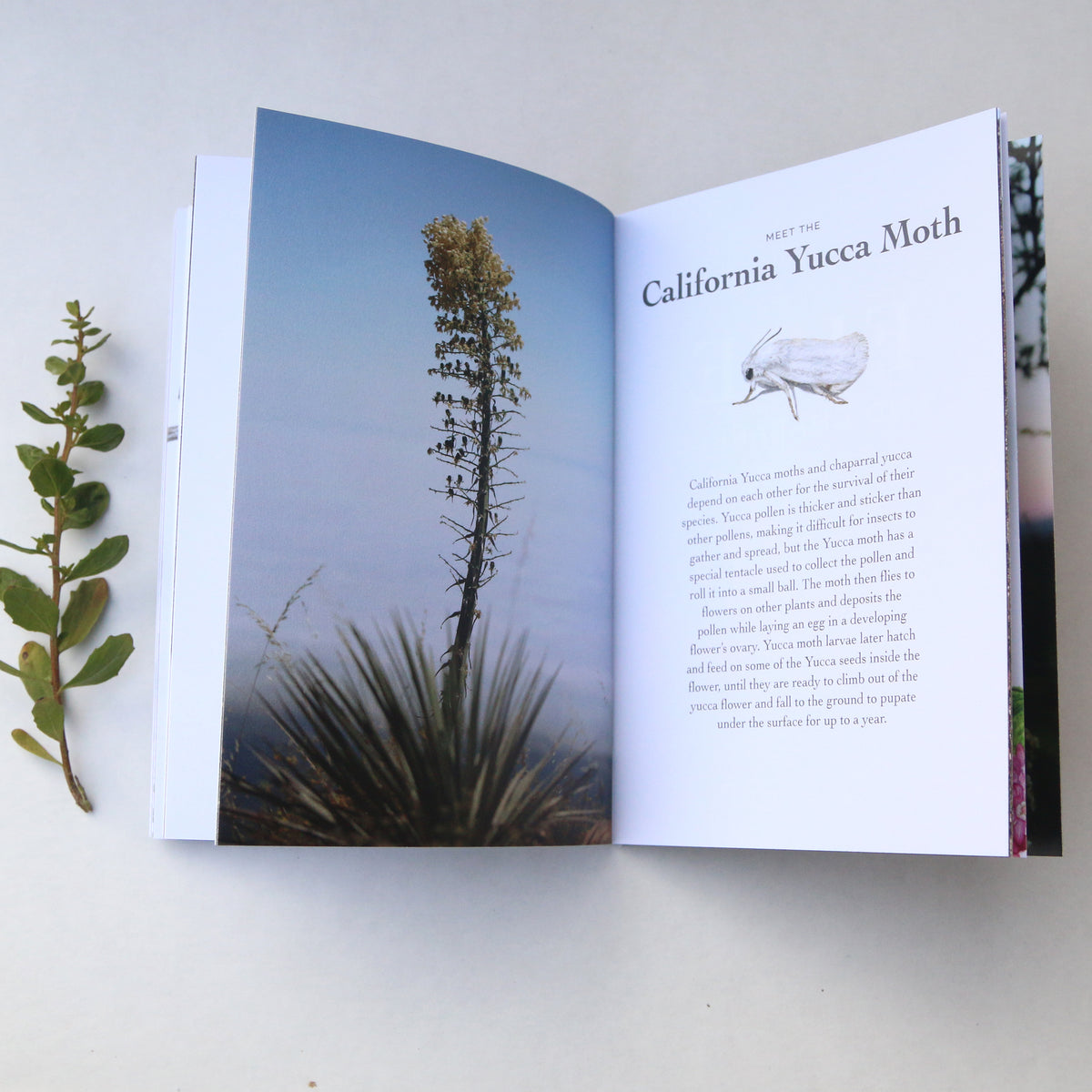 California Chaparral Booklet