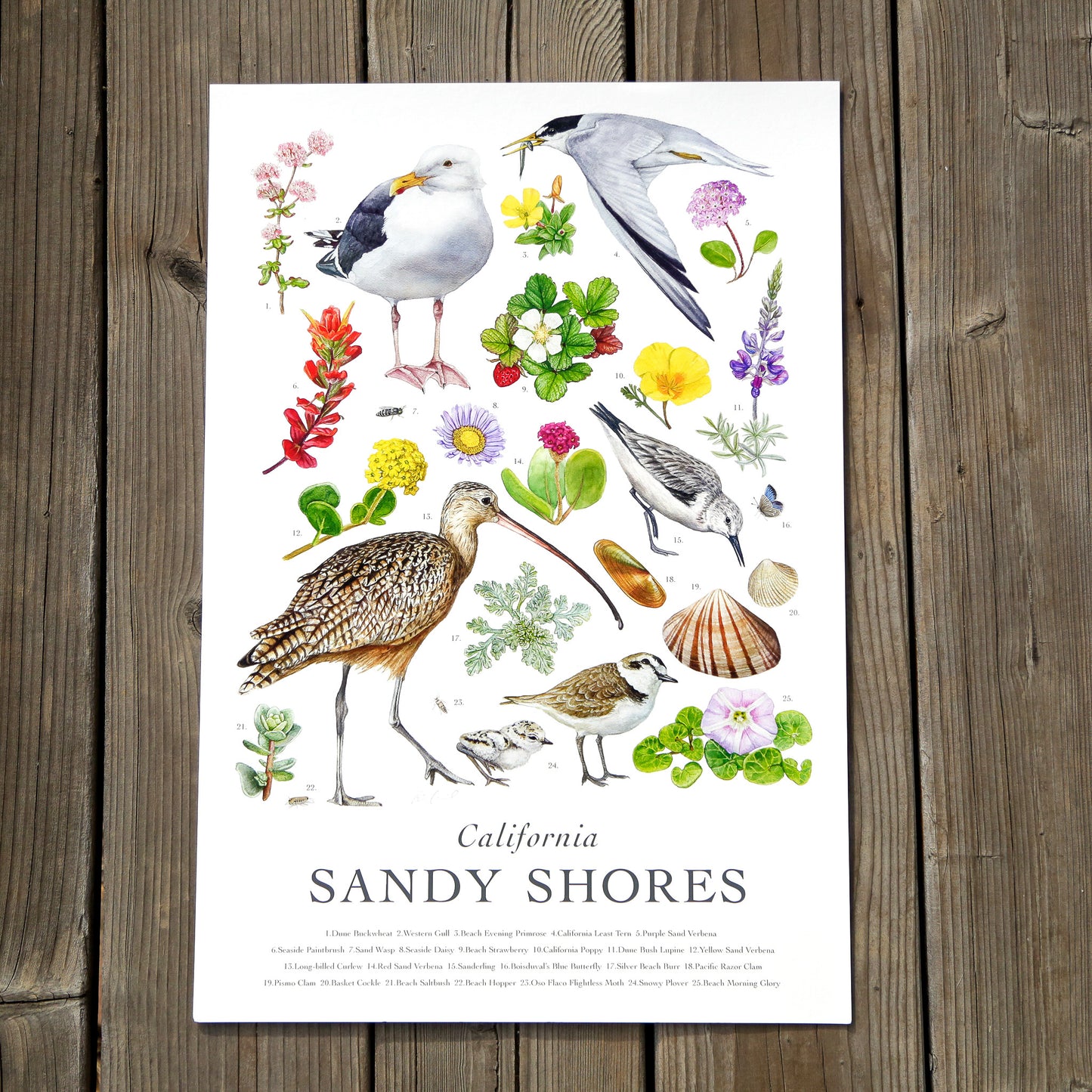 California Sandy Shores Poster