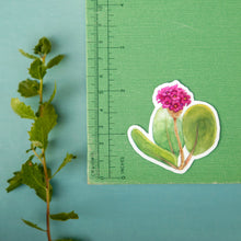 Sand Verbena Sticker Set, Three Vinyl Stickers: Purple Sand Verbena, Red Sand Verbena, Yellow Sand Verbena