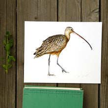 Long-Billed Curlew 8x10 Print - Native California Wildlife, Bird Print, Birder gift