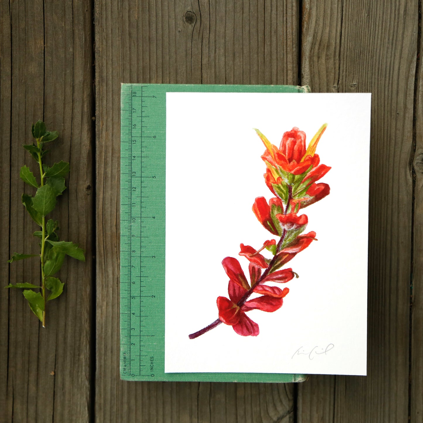 Seaside Paintbrush 5x7 Print - Native California Wildflower, Watercolor Print, Native Flora