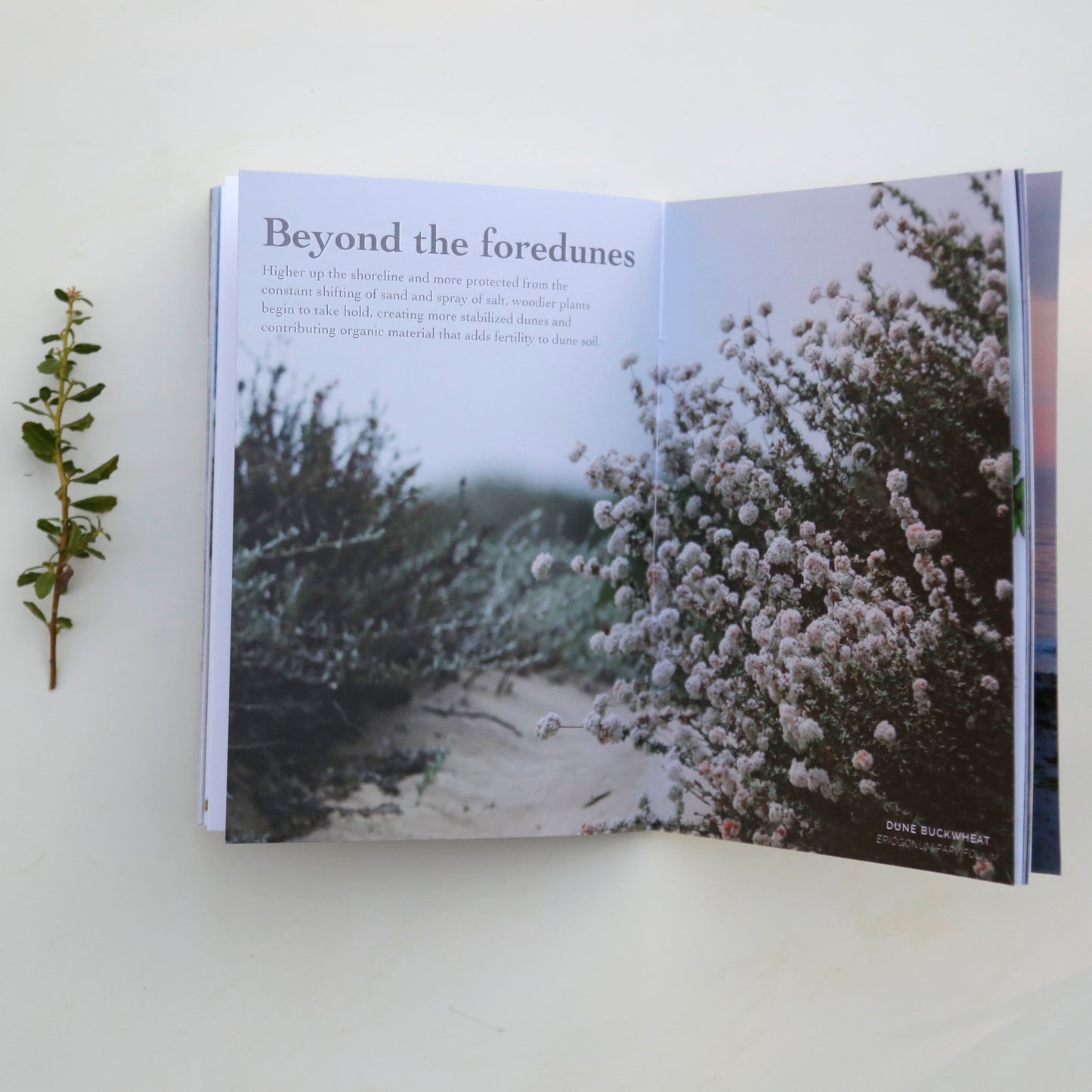Coastal Sandy Shores Booklet