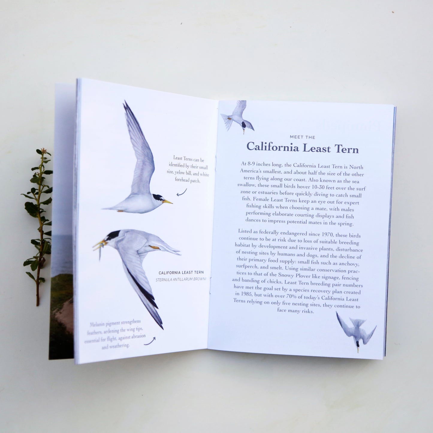Coastal Sandy Shores Booklet