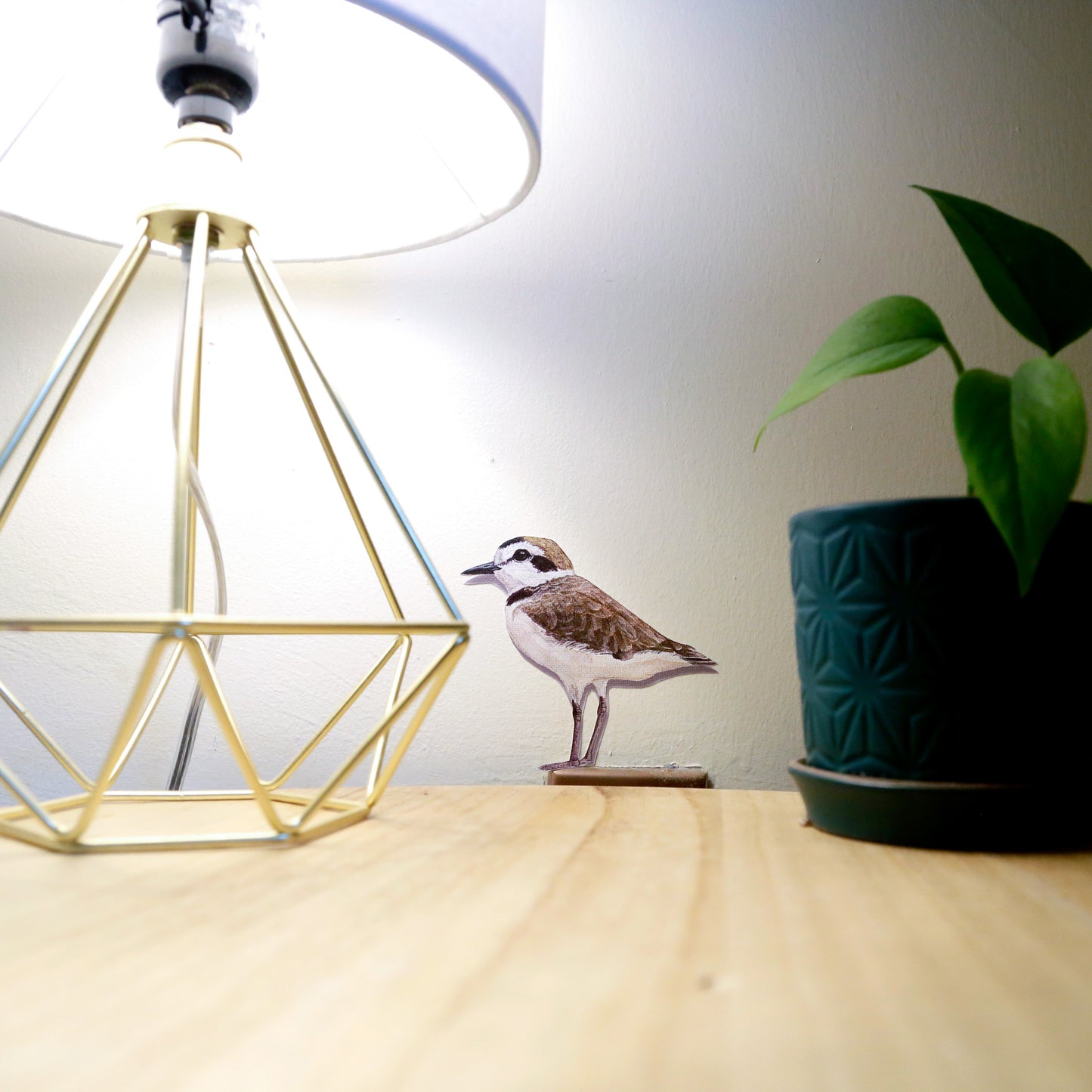 Realistic Snowy plover looking left at a table lamp.