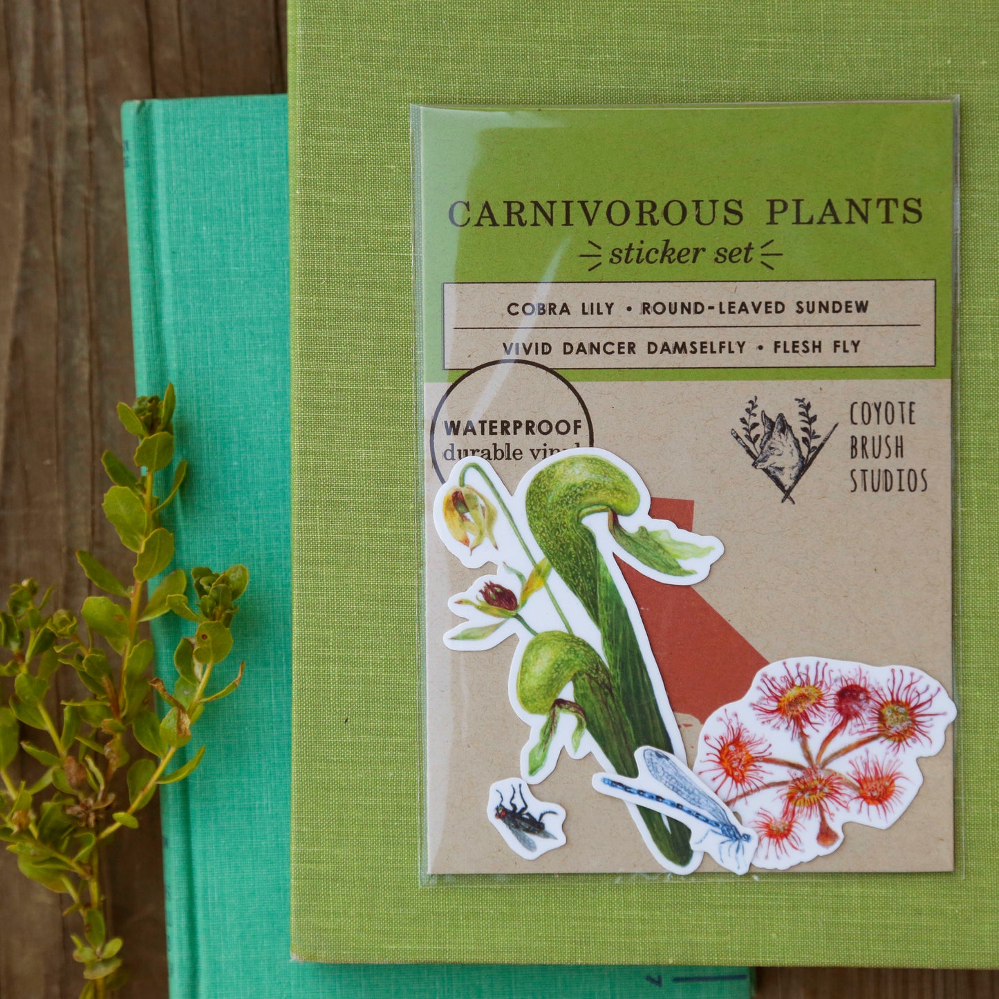 Carnivorous Plants of California Vinyl Stickers: Darlingtonia, sundew, insects