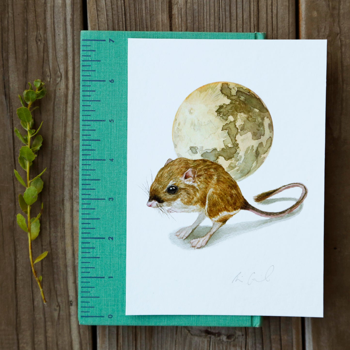 Tipton's Kangaroo Rat 5x7 Print - Native California Wildlife, Kangaroo Rat Print