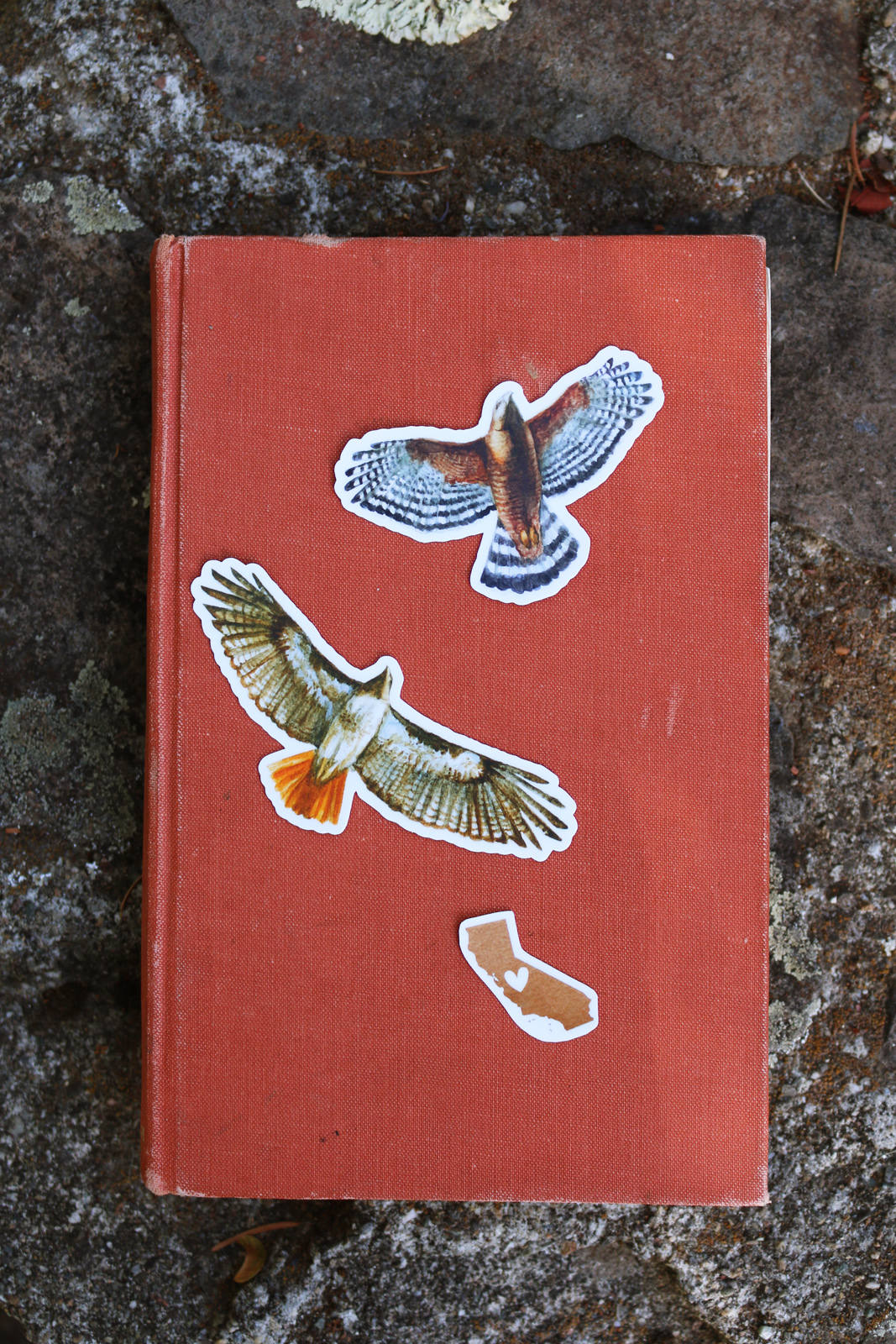 Raptor Vinyl Stickers: Red Tailed Hawk, Red Shouldered Hawk