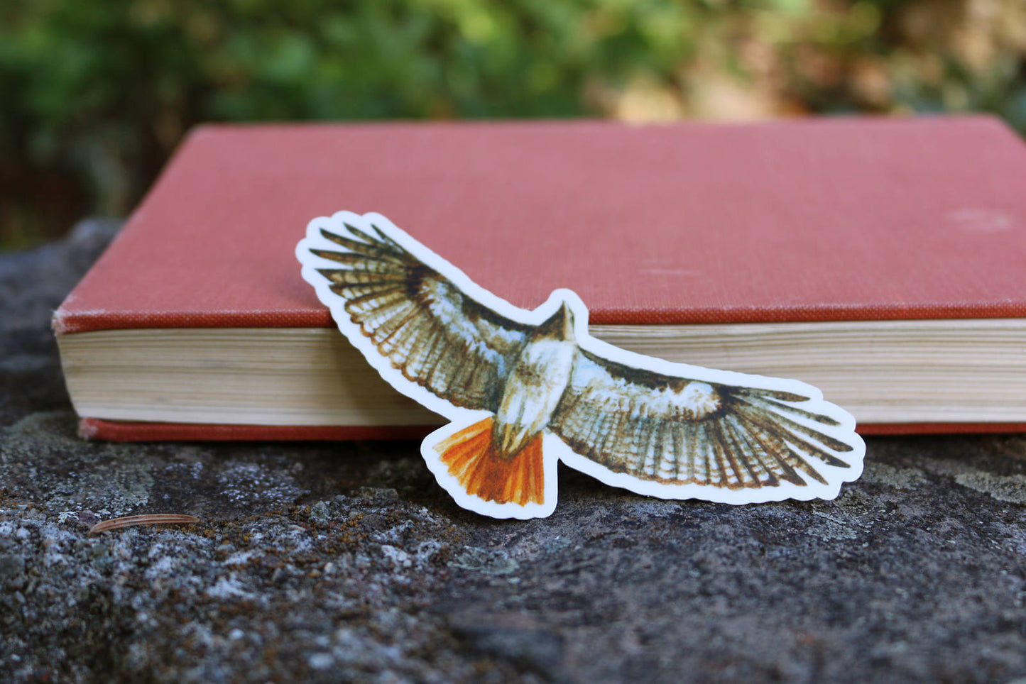 Raptor Vinyl Stickers: Red Tailed Hawk, Red Shouldered Hawk