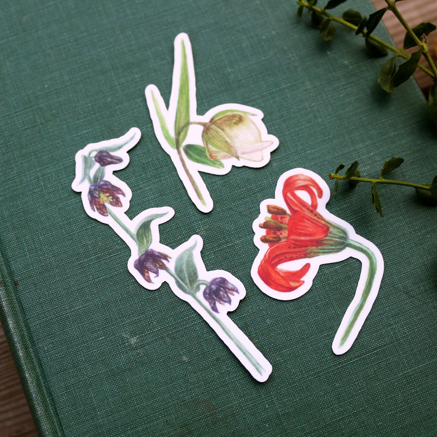 Lilies of California Viny Stickers: Checker lily, Globe Lily, Coast Lily