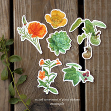 Mystery Vinyl Sticker Seconds: SIX Durable, Waterproof Stickers Featuring Native California Plants and Animals