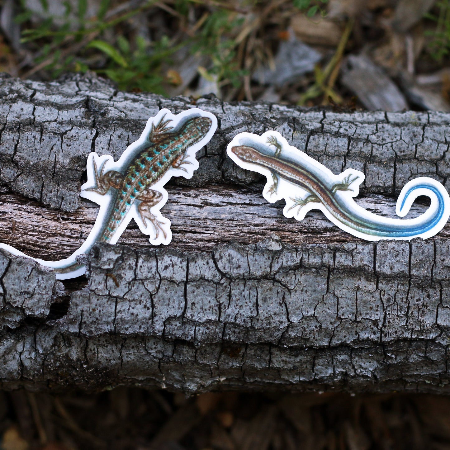 Lizards of California Vinyl Stickers: Western Skink and Coast Fence Lizard