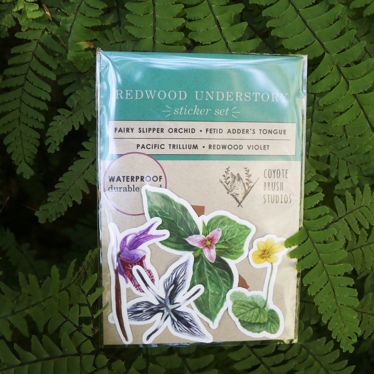 Redwood Understory Stickers Vinyl Stickers: Fairy Slipper, Pacific Trillium, Redwood Violet, Fetid Adder's Tongue