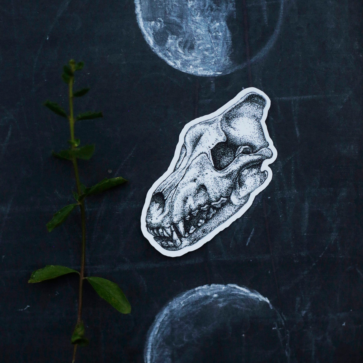 Extinct California Vinyl Stickers: Smilodon Saber Tooth Cat, Dire Wolf Skull
