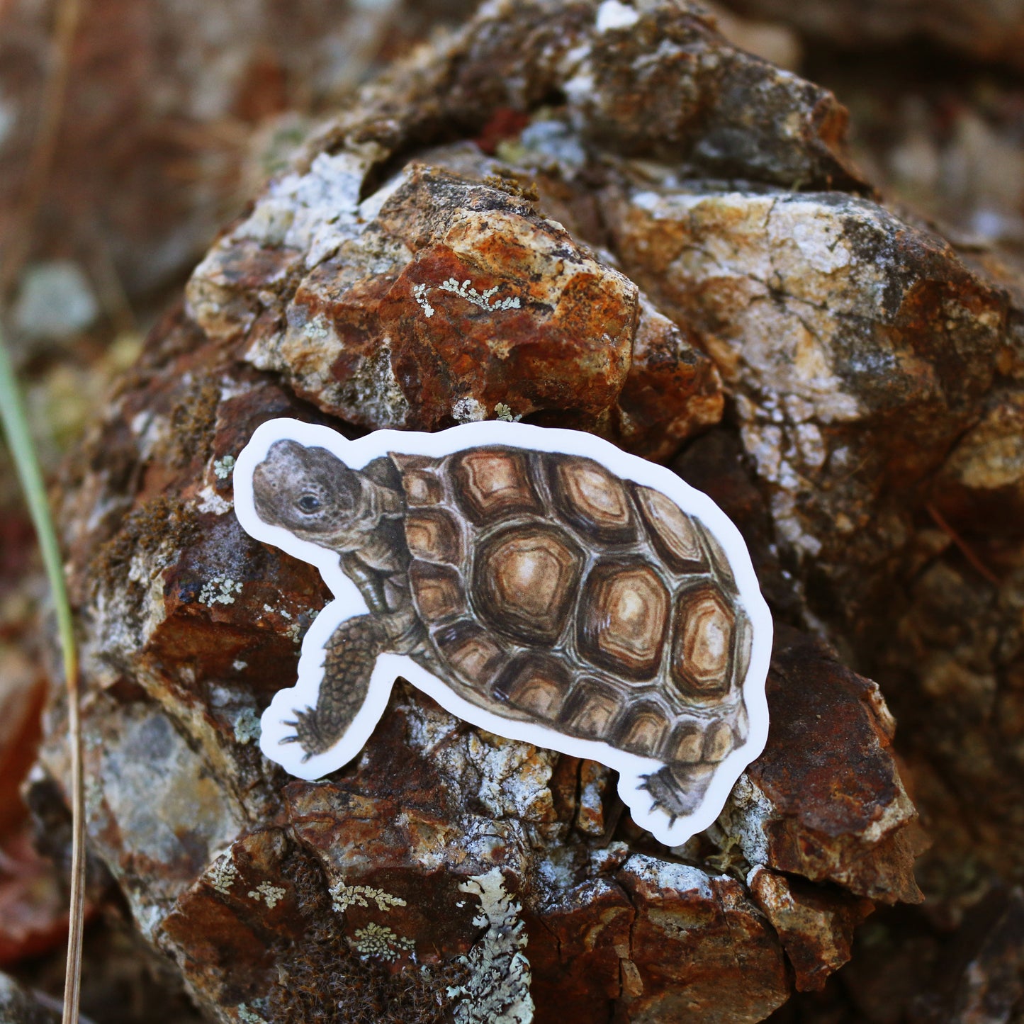 Deserts of California Vinyl Stickers: Roadrunner, Desert Tortoise, Beavertail Cactus