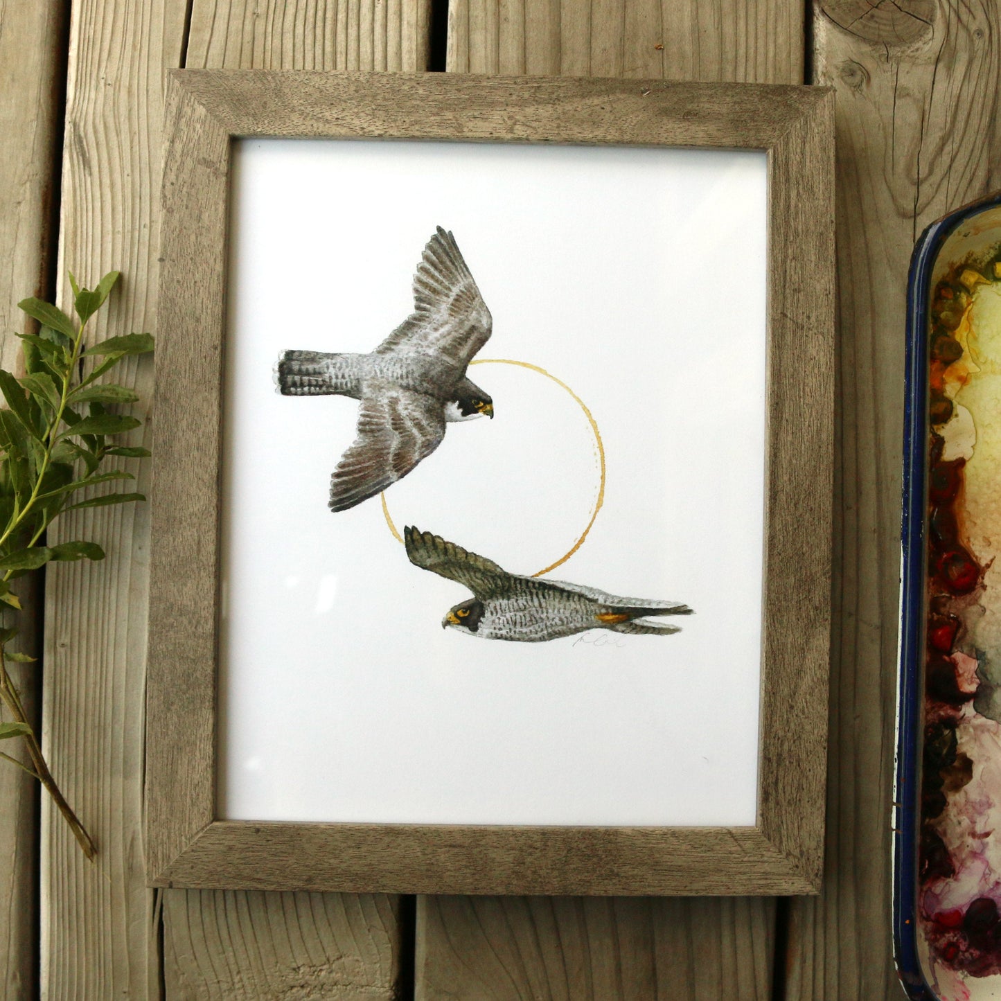 Peregrine Falcon watercolor painting art print framed native California 8x10