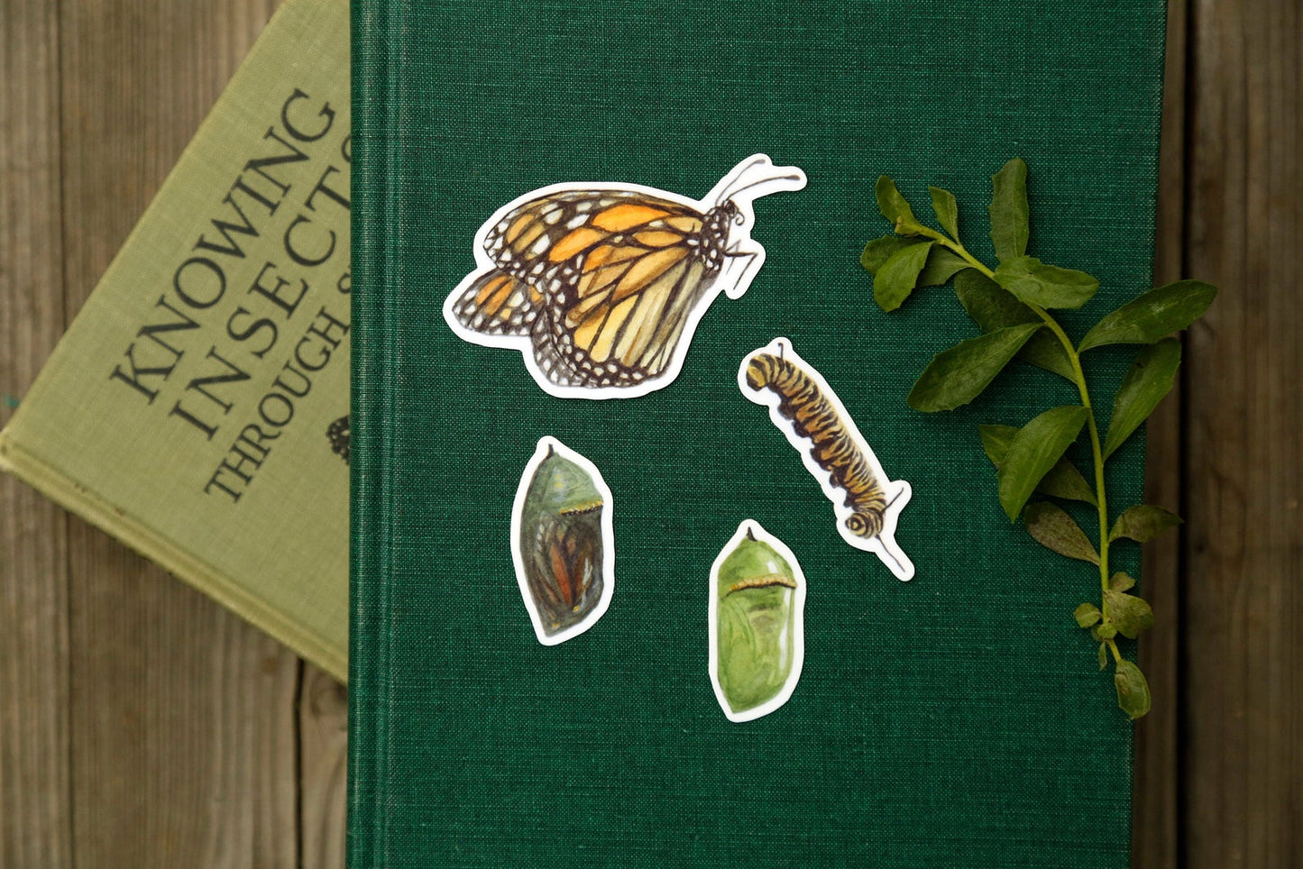 Monarch Metamorphosis- Four Vinyl Stickers