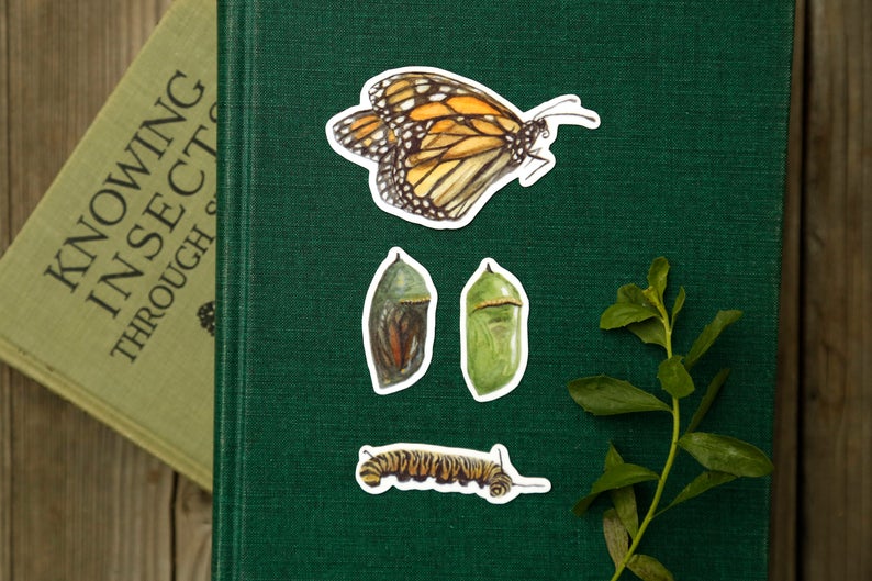 Monarch Metamorphosis- Four Vinyl Stickers