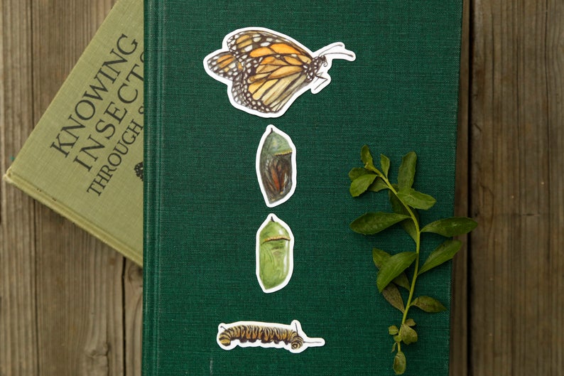 Monarch Metamorphosis- Four Vinyl Stickers