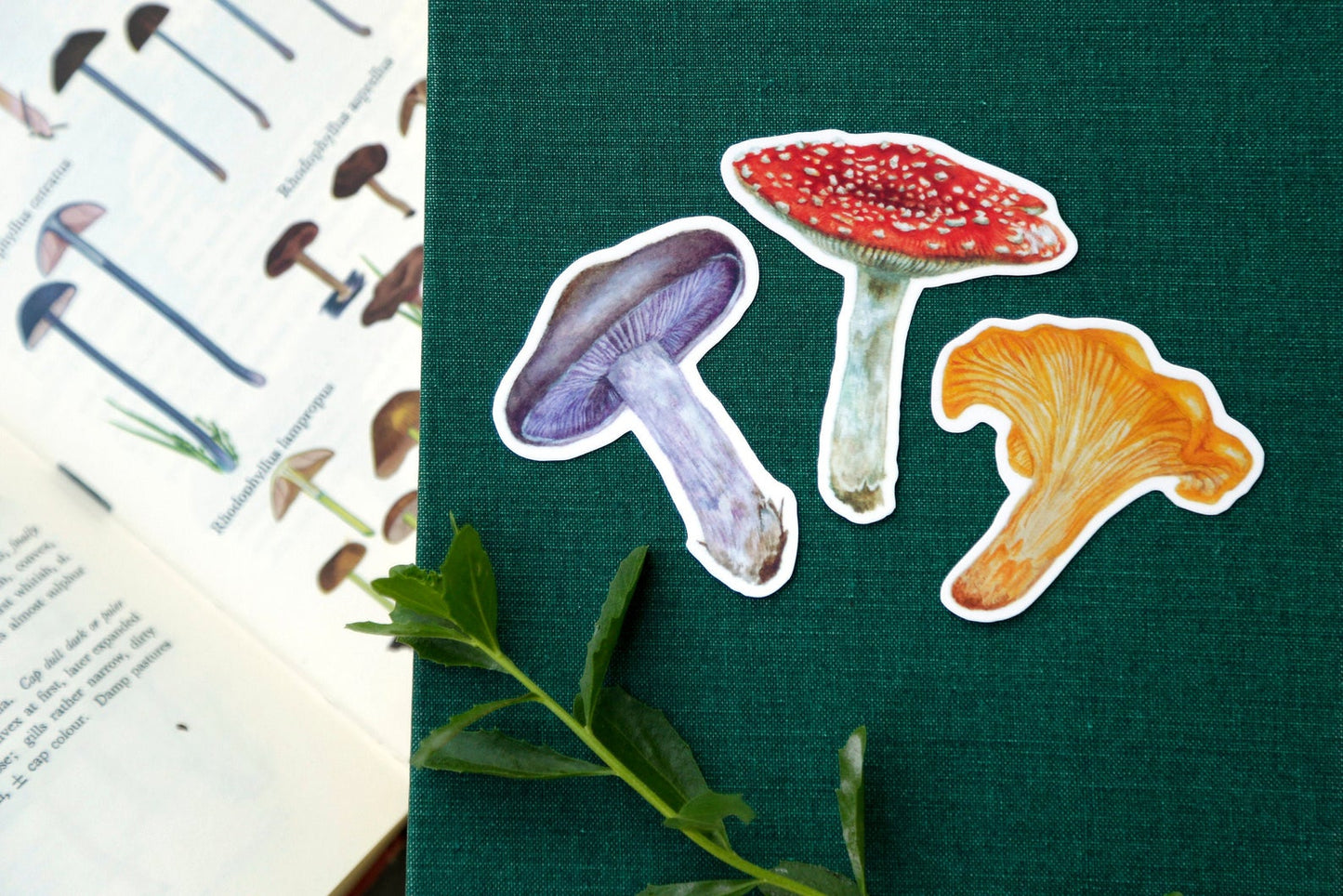 Mushroom Vinyl Stickers: Amanita muscaria, Chanterelle, Blewit